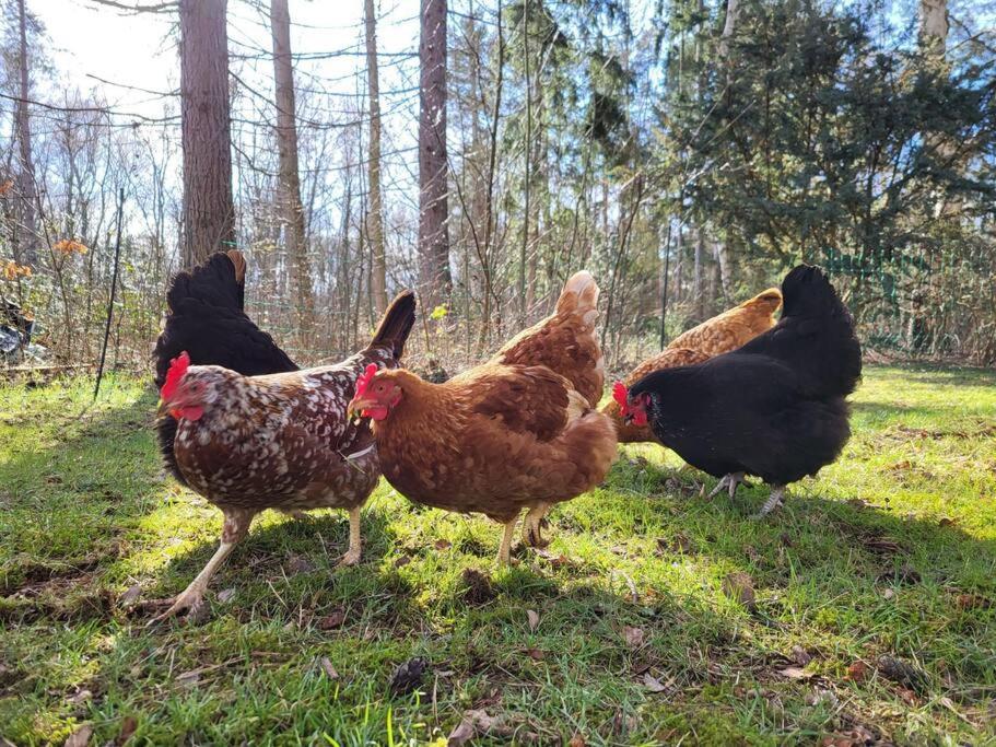Poggenhagen Urlaub Mitten In Der Natur Neustadt am Rübenberge Buitenkant foto